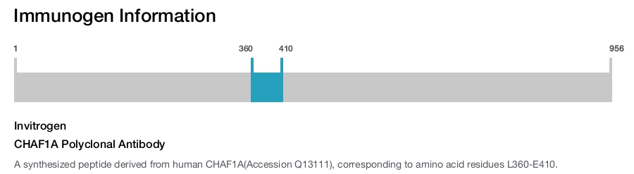 CHAF1A Polyclonal Antibody