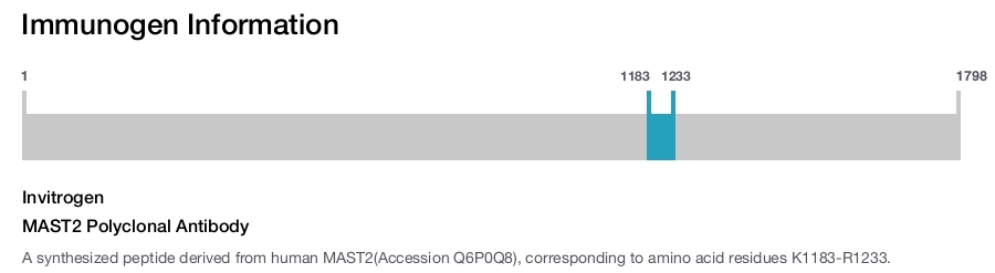 MAST2 Polyclonal Antibody