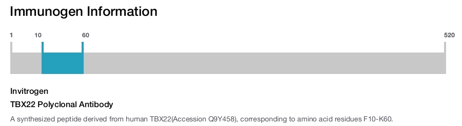 TBX22 Polyclonal Antibody