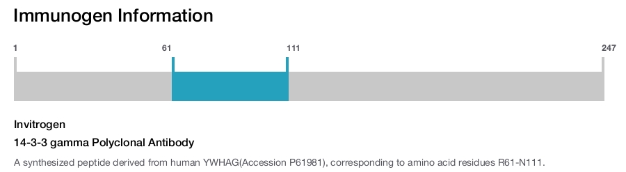 14-3-3 gamma Polyclonal Antibody