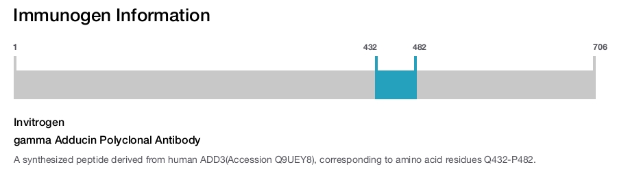 gamma Adducin Polyclonal Antibody