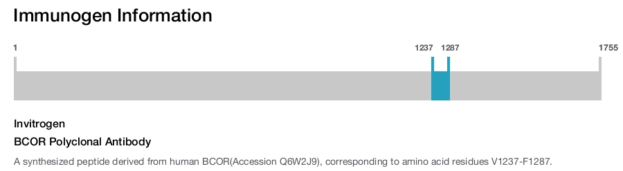 BCOR Polyclonal Antibody