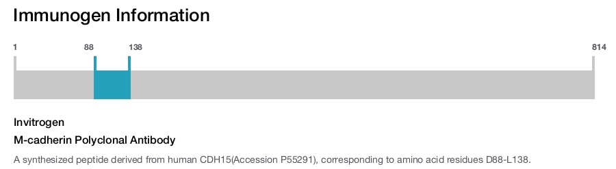 M-cadherin Polyclonal Antibody