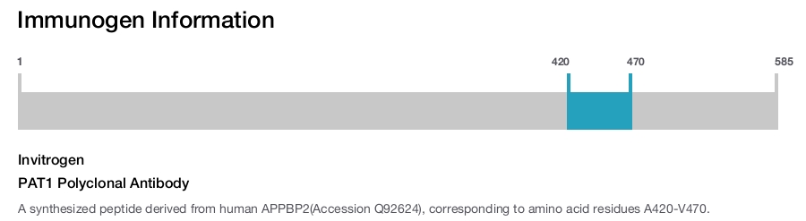 PAT1 Polyclonal Antibody