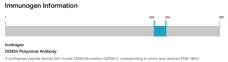 DDX54 Polyclonal Antibody