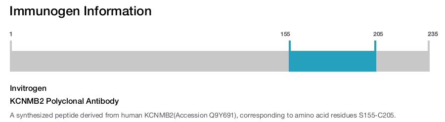 KCNMB2 Polyclonal Antibody