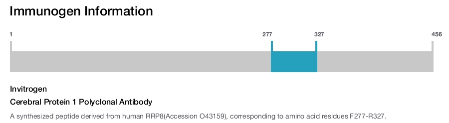 Cerebral Protein 1 Polyclonal Antibody