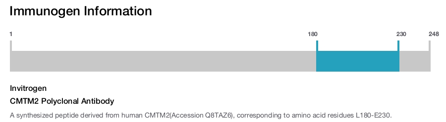 CMTM2 Polyclonal Antibody