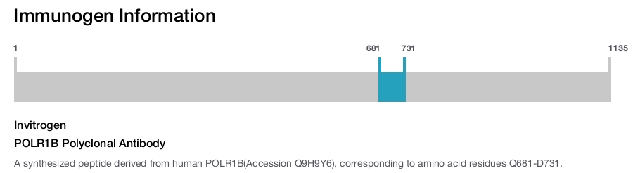 POLR1B Polyclonal Antibody