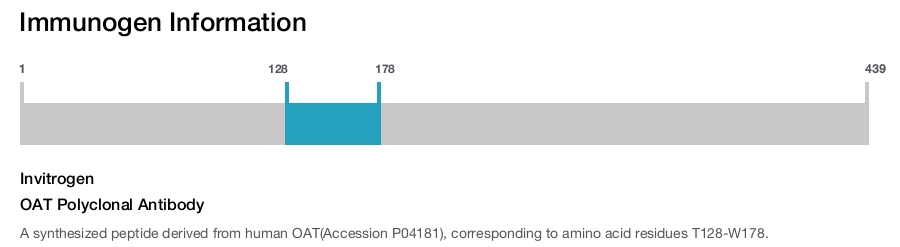 OAT Polyclonal Antibody