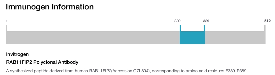 RAB11FIP2 Polyclonal Antibody