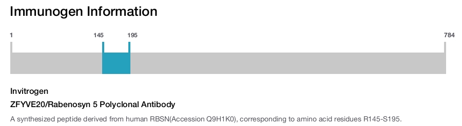 ZFYVE20/Rabenosyn 5 Polyclonal Antibody