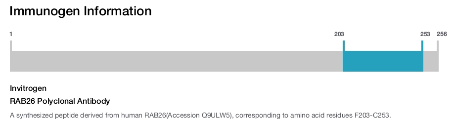 RAB26 Polyclonal Antibody