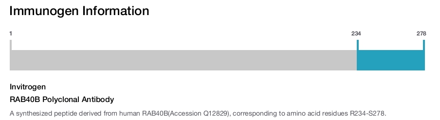 RAB40B Polyclonal Antibody