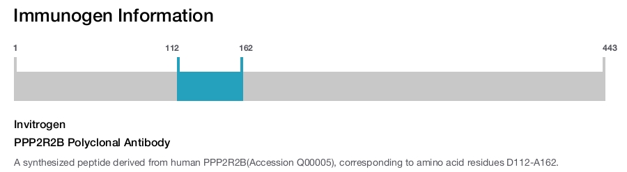 PPP2R2B Polyclonal Antibody