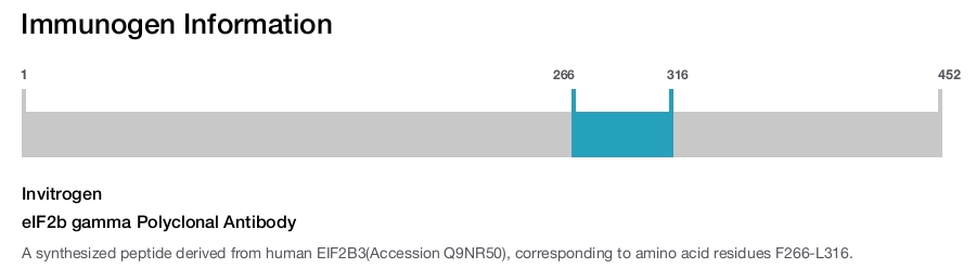 eIF2b gamma Polyclonal Antibody