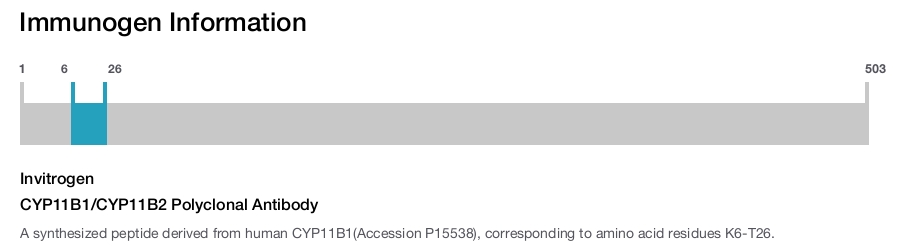 CYP11B1/CYP11B2 Polyclonal Antibody