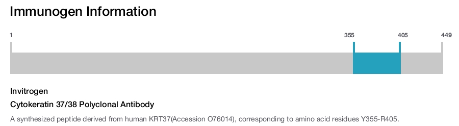 Cytokeratin 37/38 Polyclonal Antibody