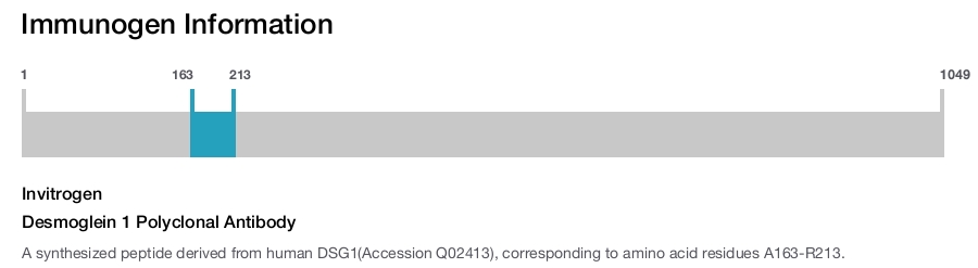 Desmoglein 1 Polyclonal Antibody