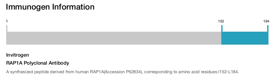 RAP1A Polyclonal Antibody
