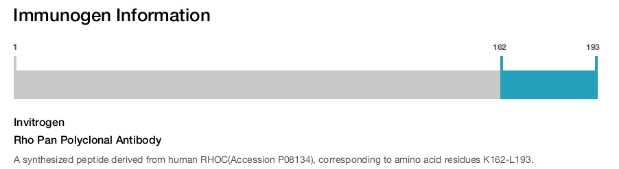 Rho Pan Polyclonal Antibody