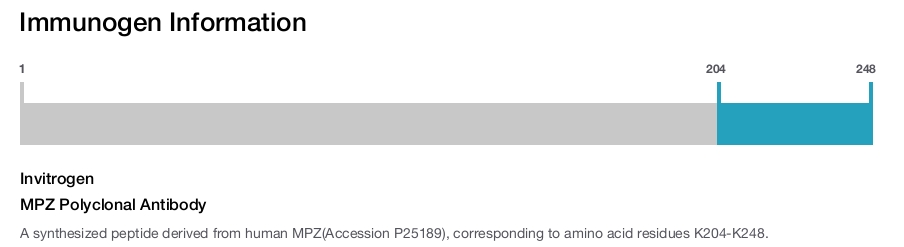 MPZ Polyclonal Antibody