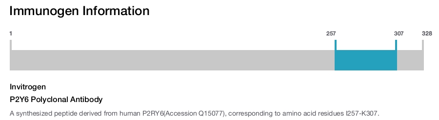 P2Y6 Polyclonal Antibody