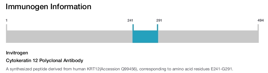 Cytokeratin 12 Polyclonal Antibody