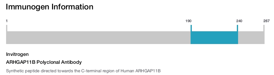 ARHGAP11B Polyclonal Antibody