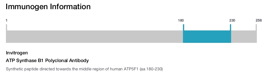 ATP Synthase B1 Polyclonal Antibody