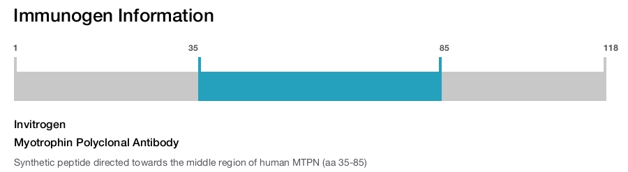 Myotrophin Polyclonal Antibody