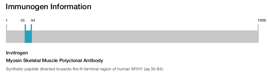 Myosin Skeletal Muscle Polyclonal Antibody