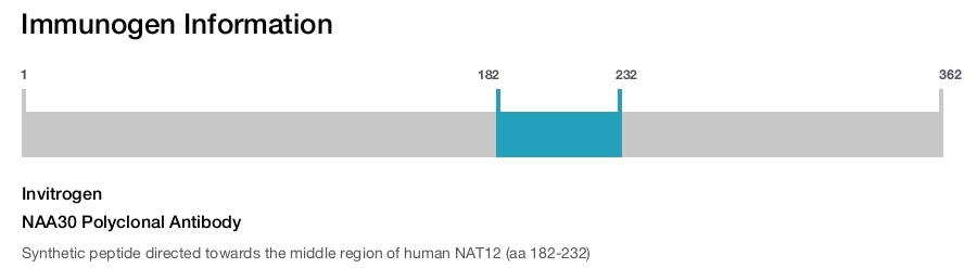 NAA30 Polyclonal Antibody