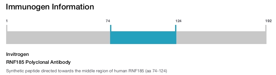 RNF185 Polyclonal Antibody
