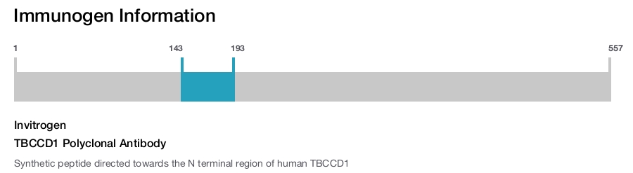 TBCCD1 Polyclonal Antibody