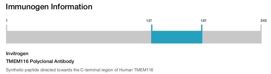 TMEM116 Polyclonal Antibody