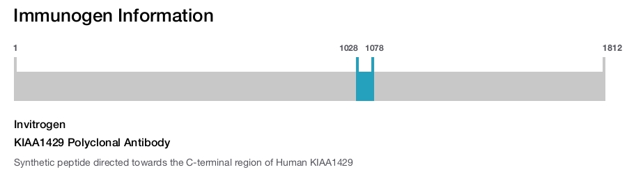 KIAA1429 Polyclonal Antibody