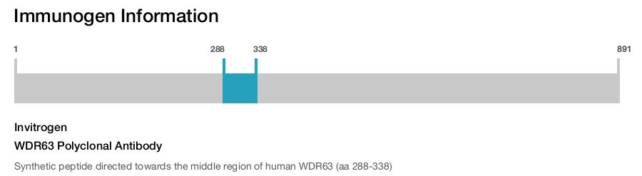 WDR63 Polyclonal Antibody