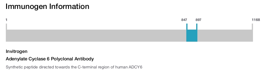 Adenylate Cyclase 6 Polyclonal Antibody