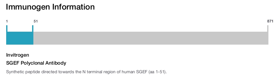 SGEF Polyclonal Antibody
