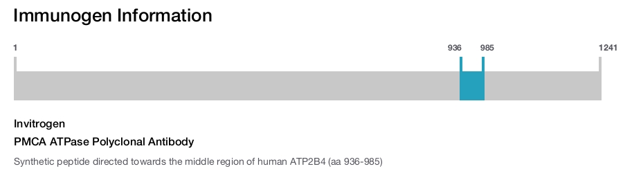 PMCA ATPase Polyclonal Antibody