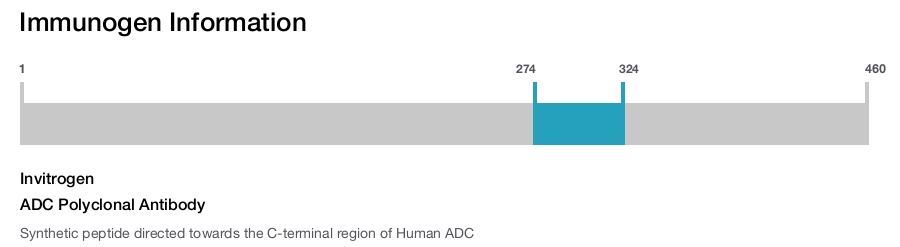 ADC Polyclonal Antibody