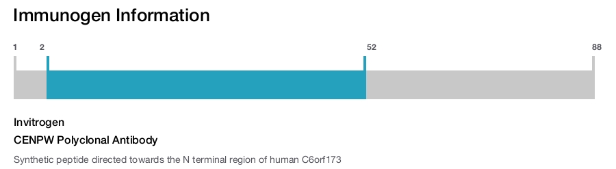 CENPW Polyclonal Antibody