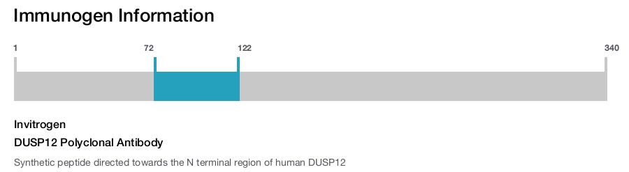 DUSP12 Polyclonal Antibody
