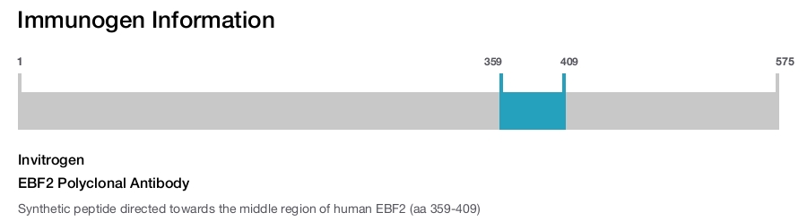 EBF2 Polyclonal Antibody