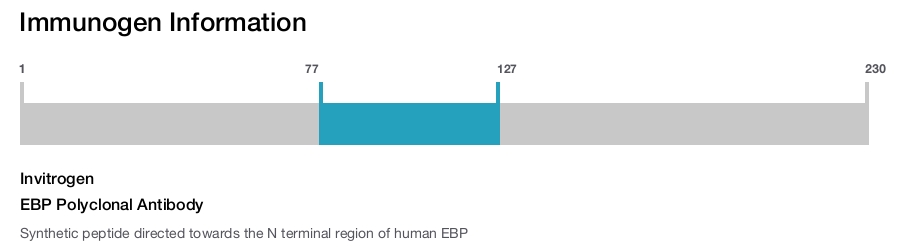 EBP Polyclonal Antibody