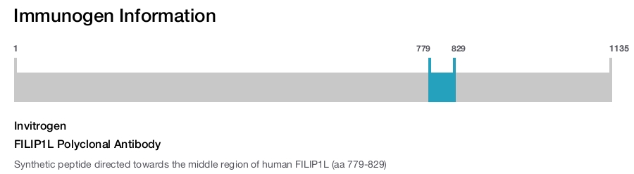 FILIP1L Polyclonal Antibody