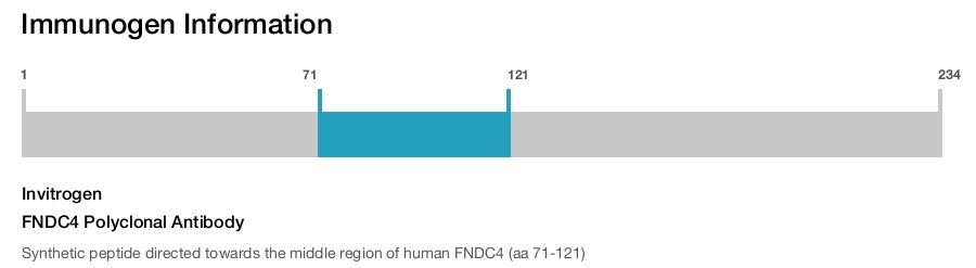 FNDC4 Polyclonal Antibody