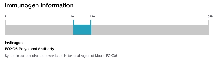 FOXO6 Polyclonal Antibody
