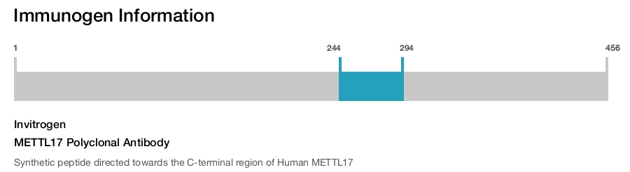 METTL17 Polyclonal Antibody